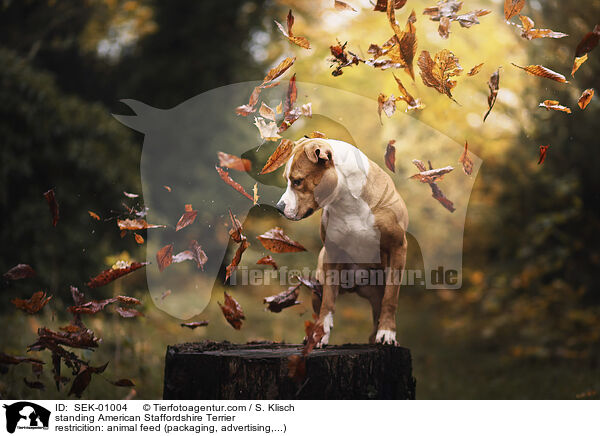 standing American Staffordshire Terrier / SEK-01004