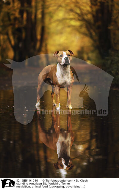 standing American Staffordshire Terrier / SEK-01010