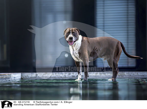 stehender American Staffordshire Terrier / standing American Staffordshire Terrier / AE-01218