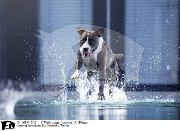 running American Staffordshire Terrier / AE-01219