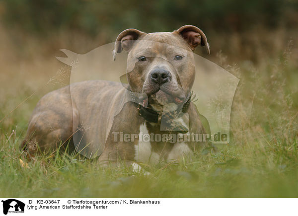 lying American Staffordshire Terrier / KB-03647