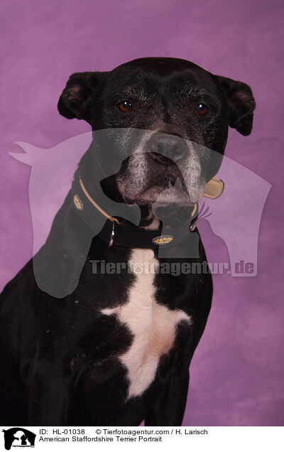 American Staffordshire Terrier Portrait / American Staffordshire Terrier Portrait / HL-01038