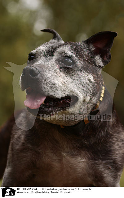 American Staffordshire Terrier Portrait / American Staffordshire Terrier Portrait / HL-01794