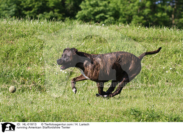 running American Staffordshire Terrier / HL-01813