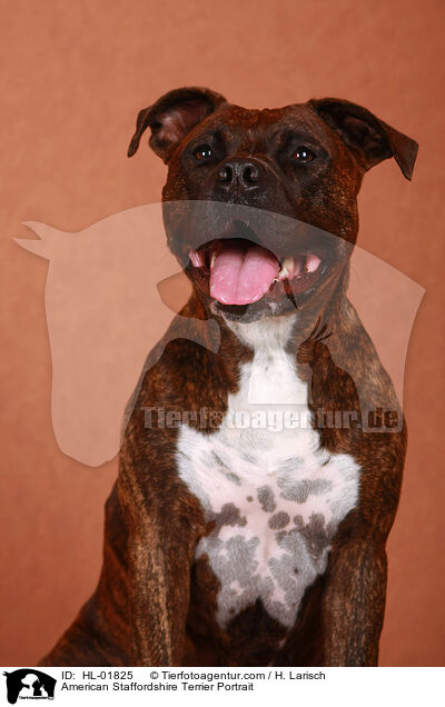 American Staffordshire Terrier Portrait / American Staffordshire Terrier Portrait / HL-01825