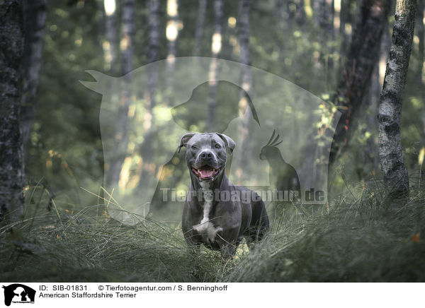 American Staffordshire Terrier / SIB-01831