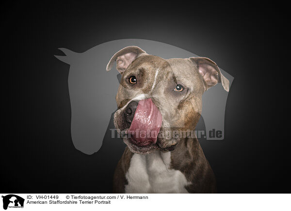 American Staffordshire Terrier Portrait / American Staffordshire Terrier Portrait / VH-01449
