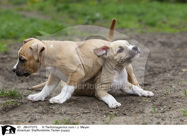 American Staffordshire Terrier Welpe / American Staffordshire Terrier puppy / JM-07070