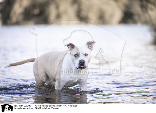 American Staffordshire Terrier Hndin / female American Staffordshire Terrier / NP-02909