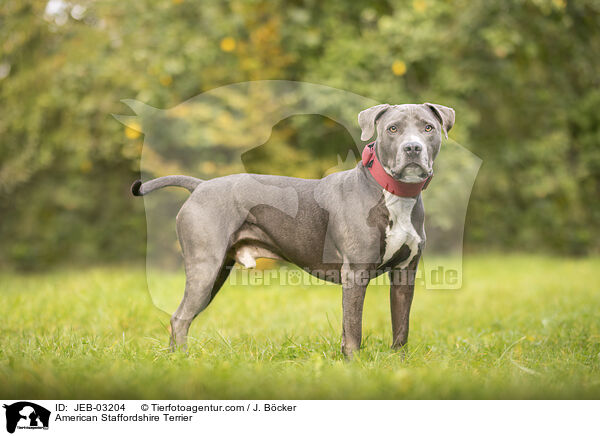 American Staffordshire Terrier / American Staffordshire Terrier / JEB-03204