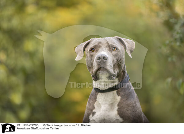 American Staffordshire Terrier / American Staffordshire Terrier / JEB-03205