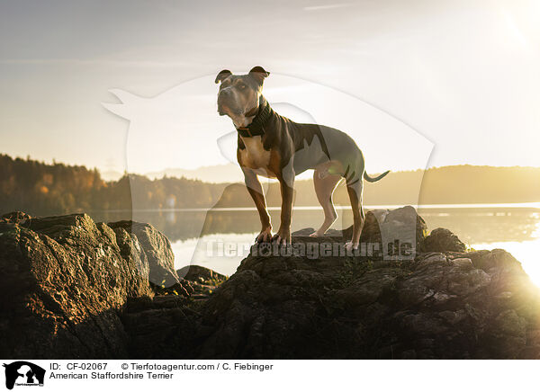 American Staffordshire Terrier / American Staffordshire Terrier / CF-02067