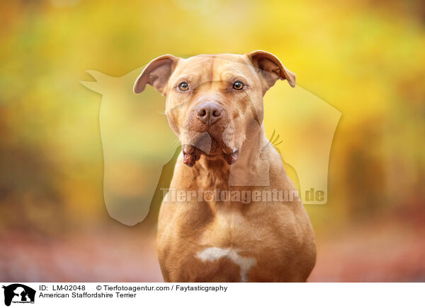 American Staffordshire Terrier / American Staffordshire Terrier / LM-02048