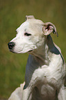 Staffordshire Bullterrier