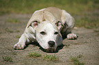 Staffordshire Bullterrier