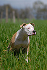 sitting American Staffordshire Terrier