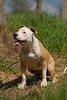 sitting American Staffordshire Terrier