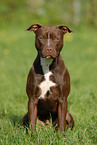 American Staffordshire Terrier