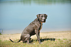 sitting American Staffordshire Terrier