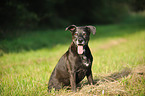 sitting American Staffordshire Terrier