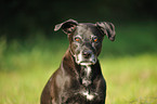 American Staffordshire Terrier Portrait