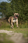 running American Staffordshire Terrier