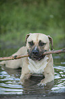 lying American Staffordshire Terrier