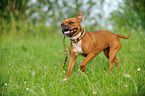 playing American Staffordshire Terrier