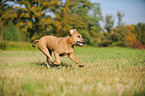 young American Staffordshire Terrier