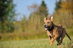 young American Staffordshire Terrier