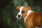 young American Staffordshire Terrier