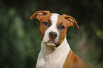 young American Staffordshire Terrier