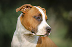 young American Staffordshire Terrier