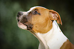 young American Staffordshire Terrier