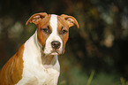 young American Staffordshire Terrier