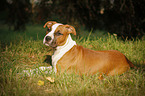 young American Staffordshire Terrier