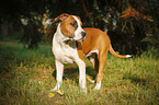 young American Staffordshire Terrier