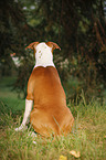 young American Staffordshire Terrier