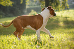 young American Staffordshire Terrier