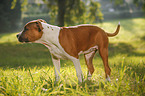 young American Staffordshire Terrier