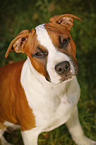 young American Staffordshire Terrier