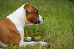 young American Staffordshire Terrier