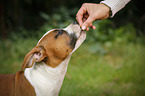 young American Staffordshire Terrier