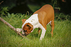 young American Staffordshire Terrier