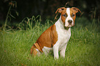 young American Staffordshire Terrier