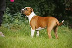 young American Staffordshire Terrier