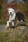 young American Staffordshire Terrier