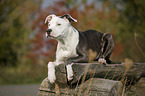 young American Staffordshire Terrier