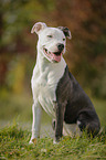 young American Staffordshire Terrier