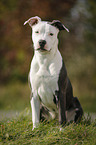 young American Staffordshire Terrier